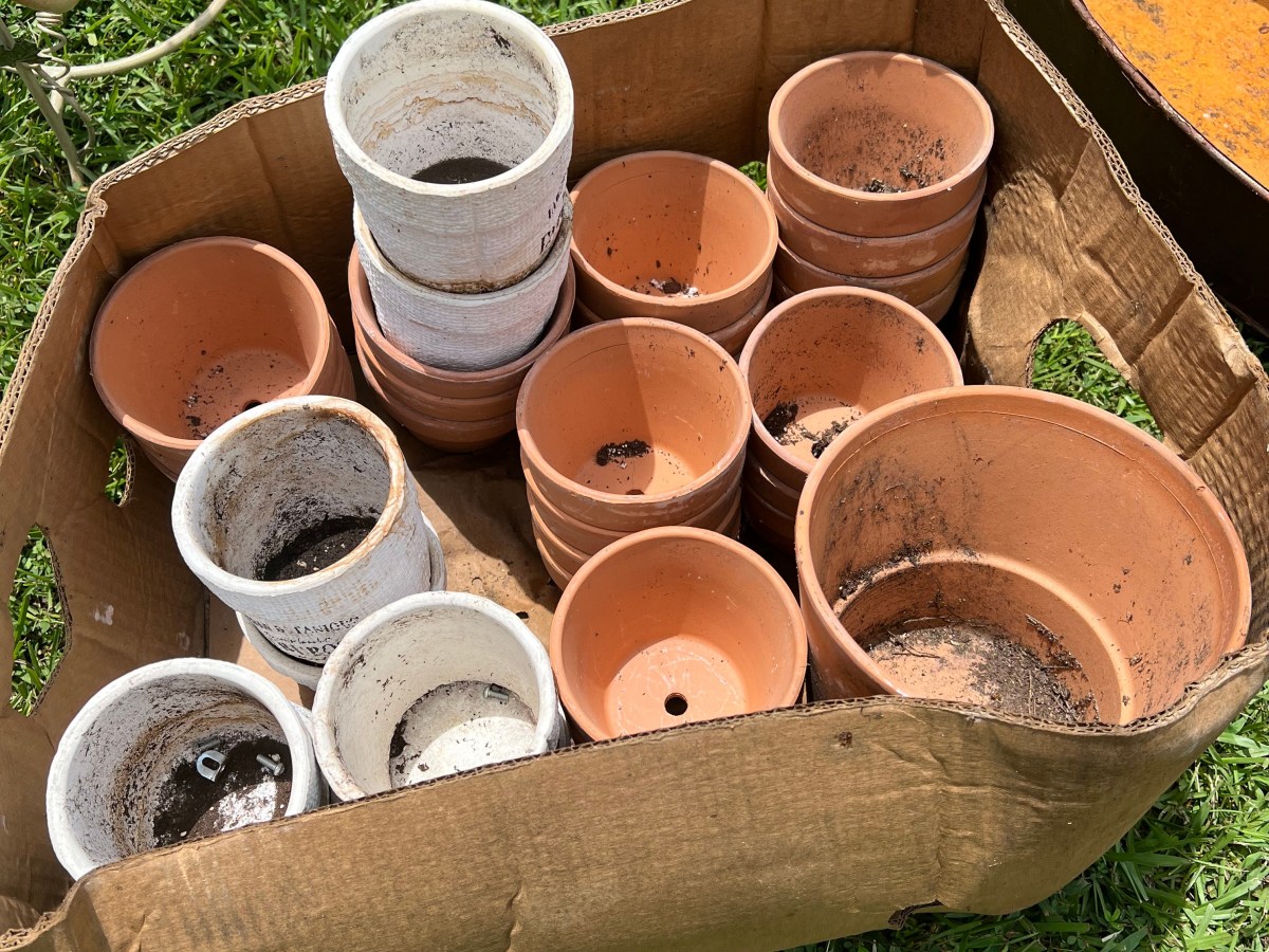 Scavengers in Chattanooga!